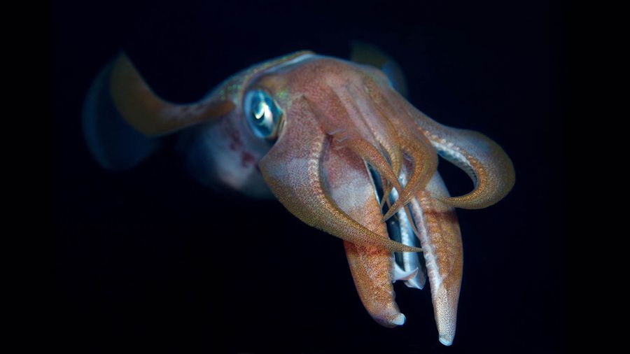 Squid Catch The Search To Replace Vanishing Fish 远洋鱼群的诱惑 Ft中文网