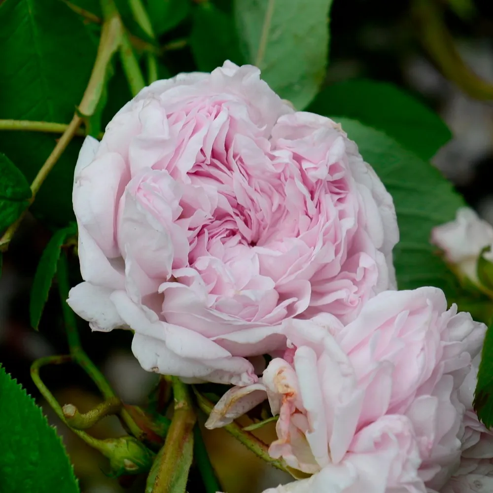 pinkish white rose
