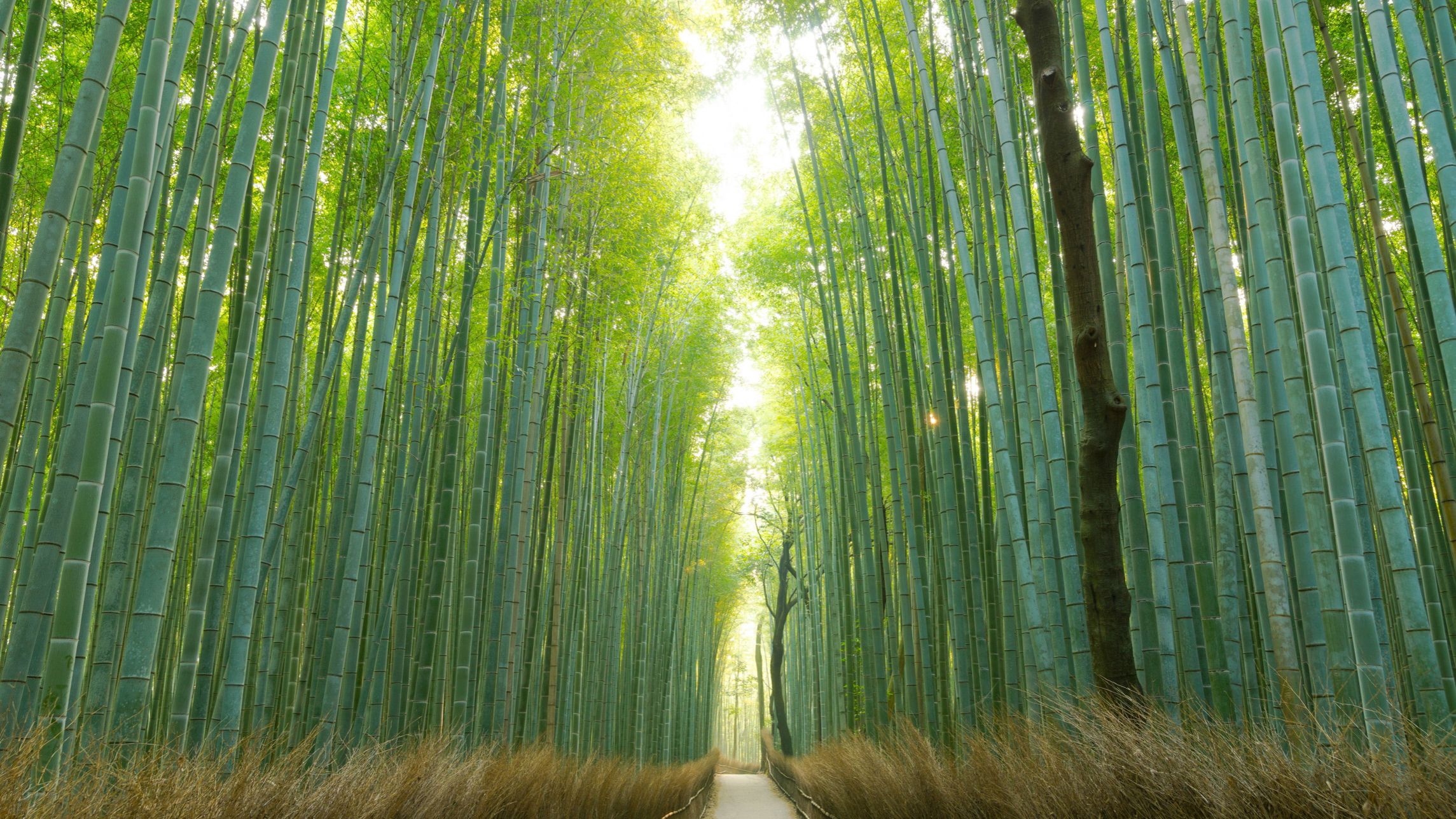 A guide to Arashiyama, Kyoto: land of poets and - photo